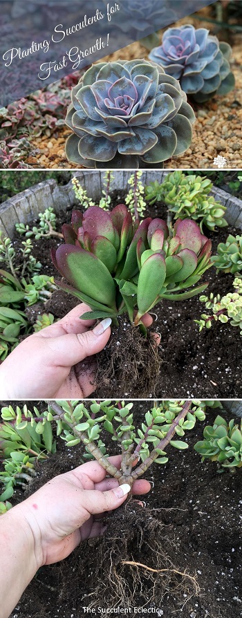 Planting succulents for fast growth