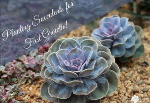 Read more about the article How to Plant Succulents for Fastest Growth