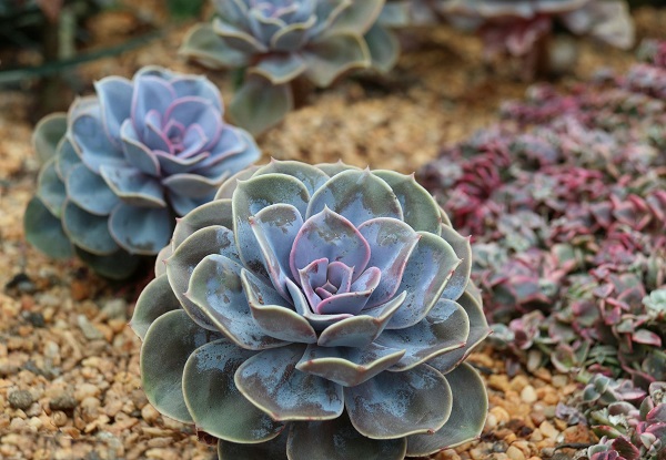 how to plant succulents for fast growth