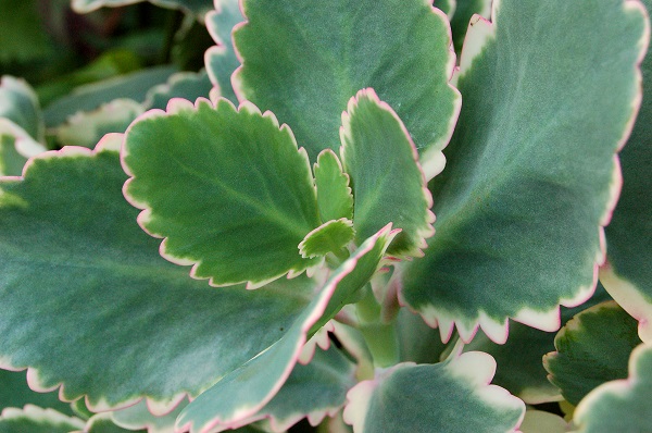 Kalanchoe fedtschenkoi 'Marginata' colorful variegated succulent