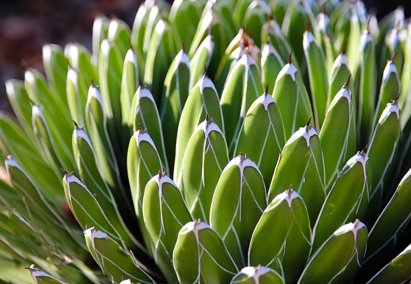 Agave victoriae-reginae "Queen Victoria Agave" is an example of reflective variegation