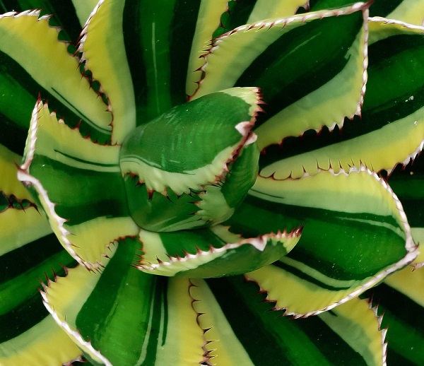 Agave lonphantha 'Quadricolor' is a striking variegated succulent