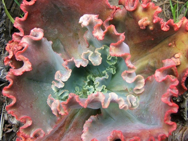 ruffled echeveria Crinoline Ruffles is an example of a variegated succulent