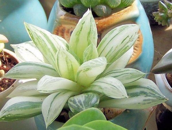 Haworthia cymbiformis is a reflective variegated succulent