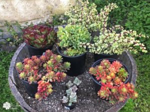 How to Plant Succulents for Fastest Growth | The Succulent Eclectic