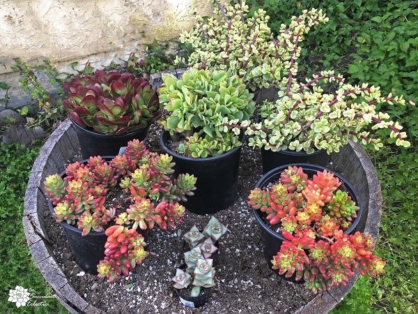 gather succulents for planting