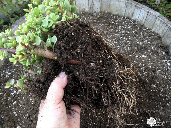 massage succulent plants roots prior to planting