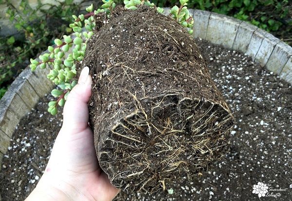 Before planting succulents examine the roots