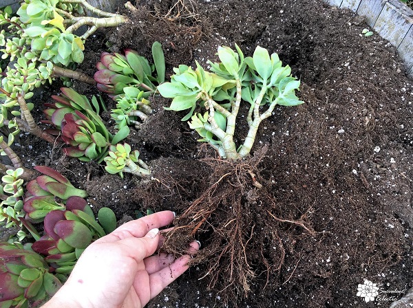 Spread out succulent roots so they grow out and down when you plant them