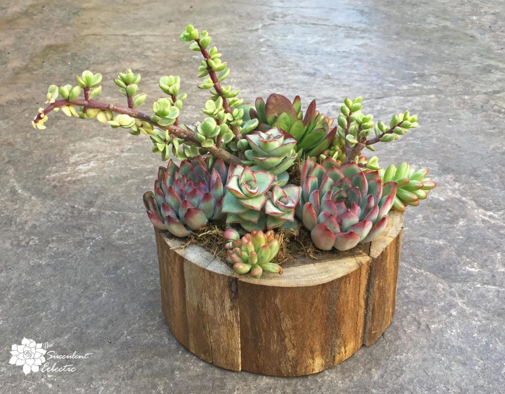 closely planting succulent arrangements