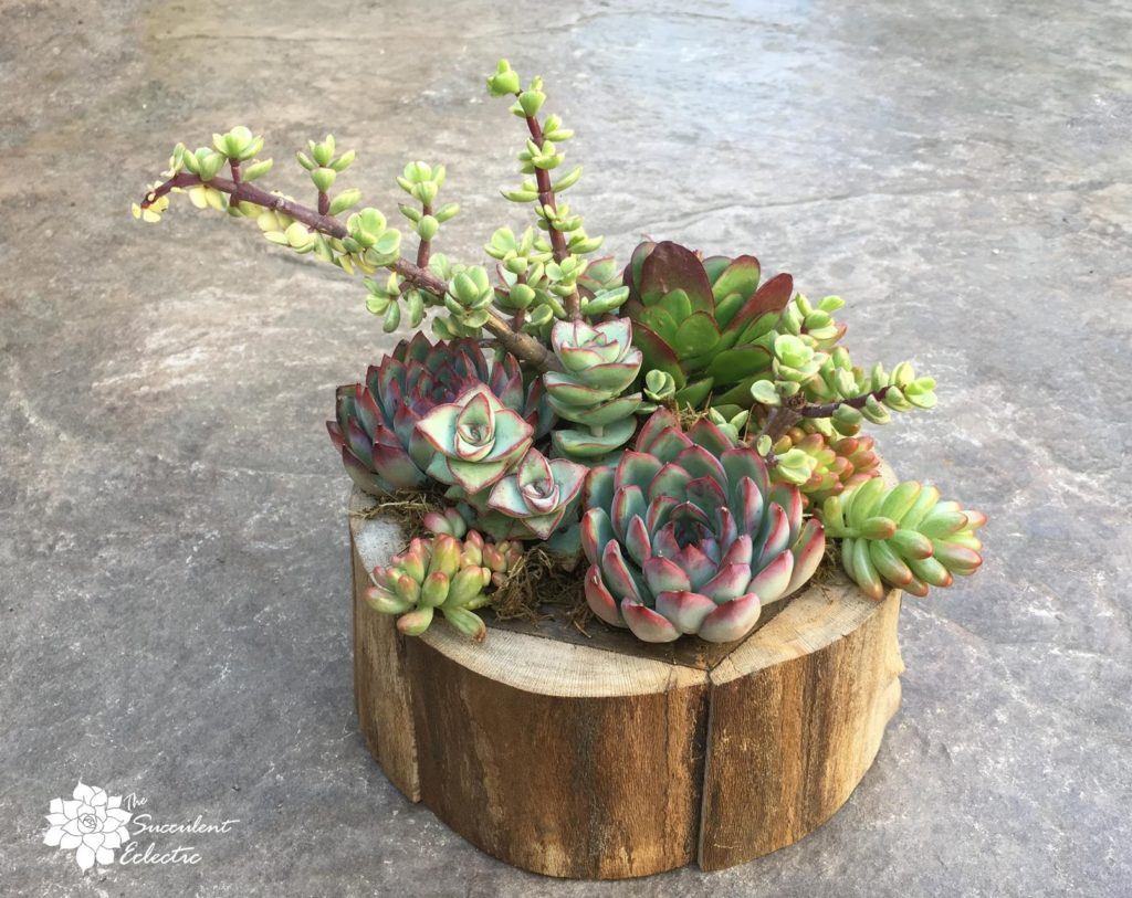 completed succulent arrangement with succulents planted close together