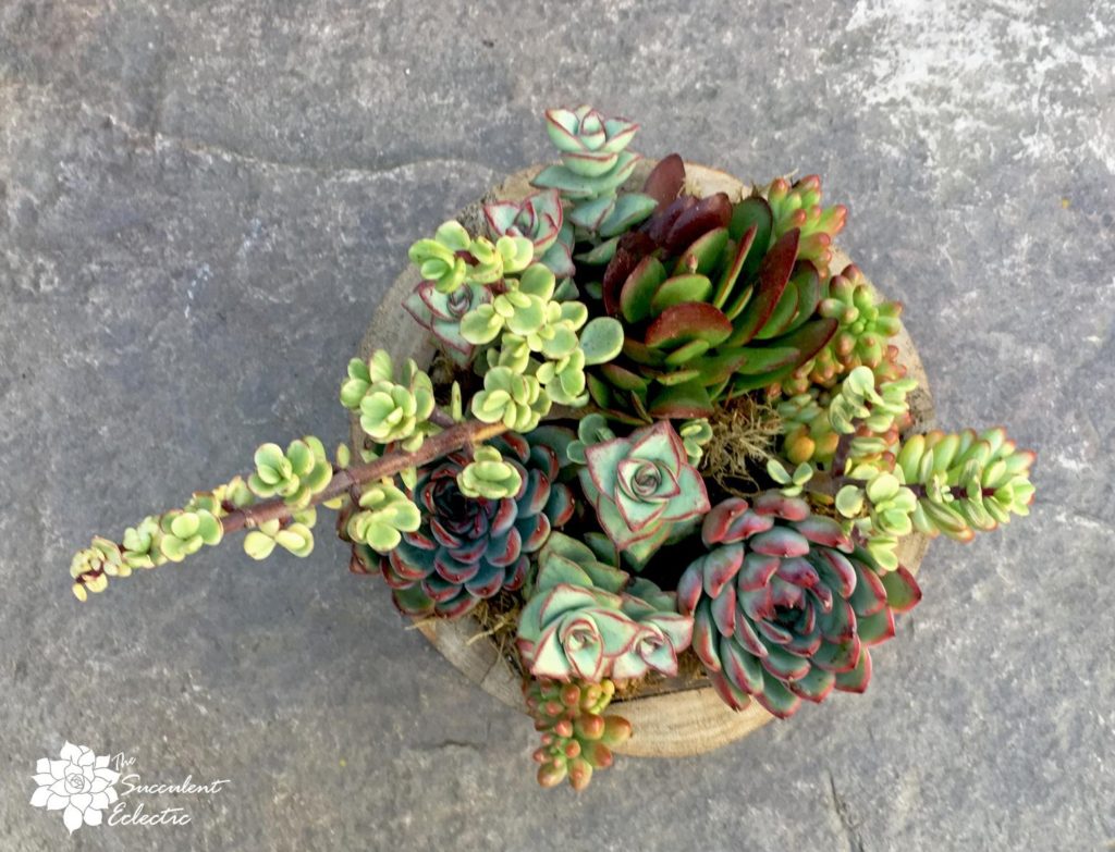 completed succulent arrangement with succulents planted close together over head view