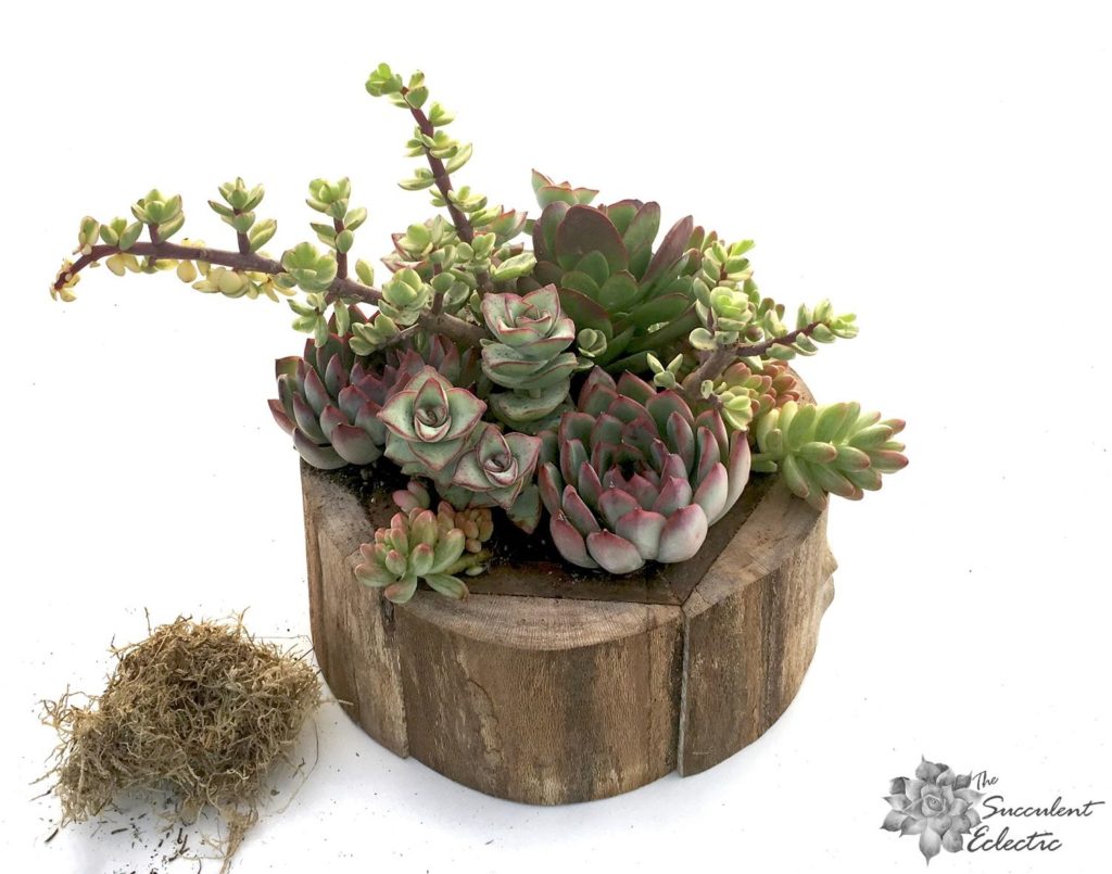 add moss to finished succulent arrangement