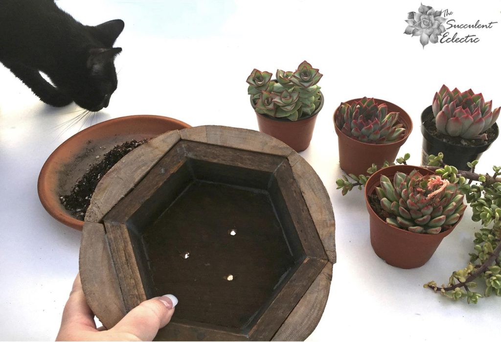 when planting a succulent planter, you need good drainage