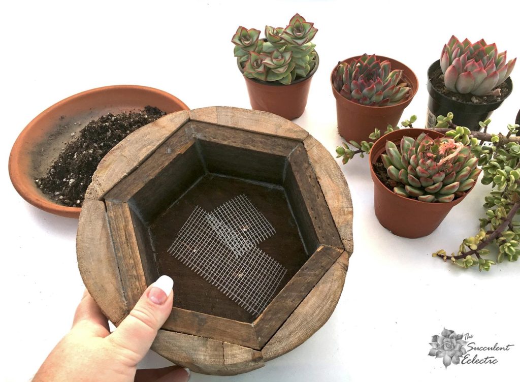 planting succulent planter with drainage, cover the drain holse with drywall mesh to keep soil in