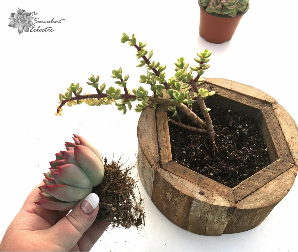 planting succulents close together, remove excess soil from roots