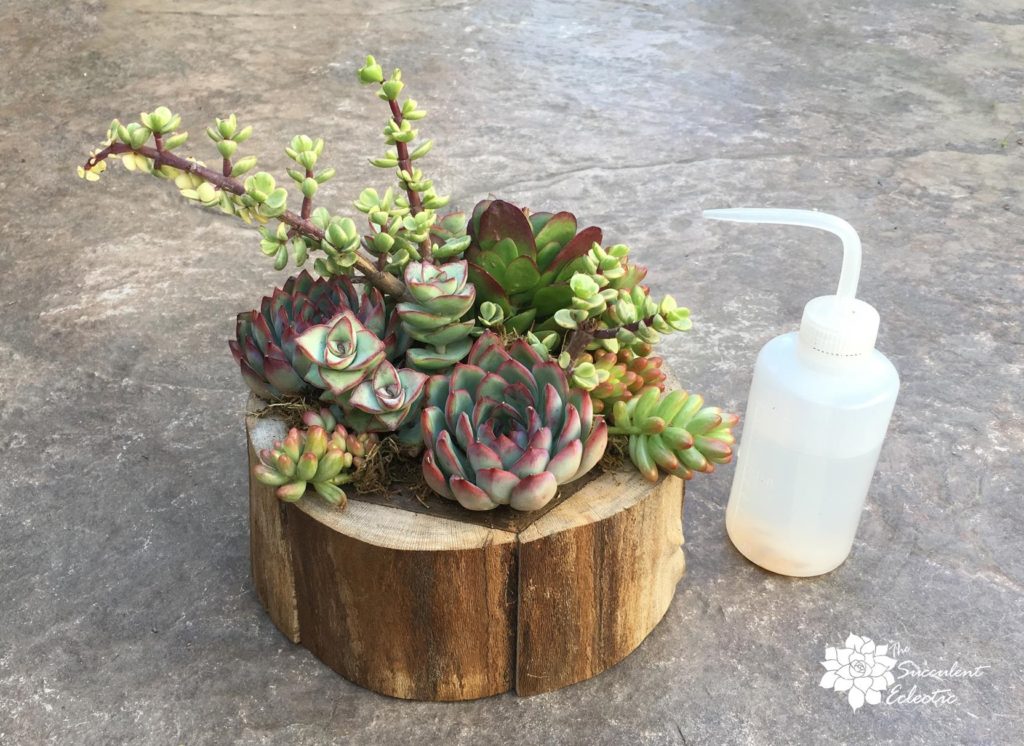 squeeze water bottle for watering completed succulent arrangement with succulents planted close together