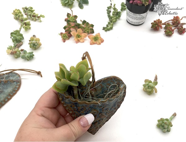 anchor your succulent cuttings into place in the pocket planter