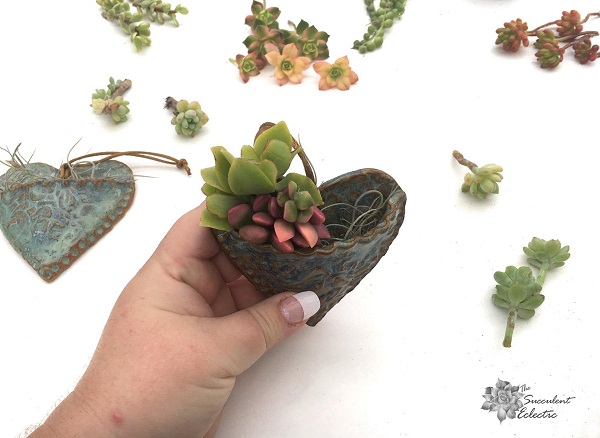 continue adding succulent cuttings to pocket planter