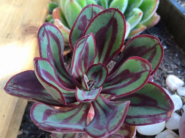 Echeveria nodulosa or 'painted echeveria" is a spectacular variegated succulent