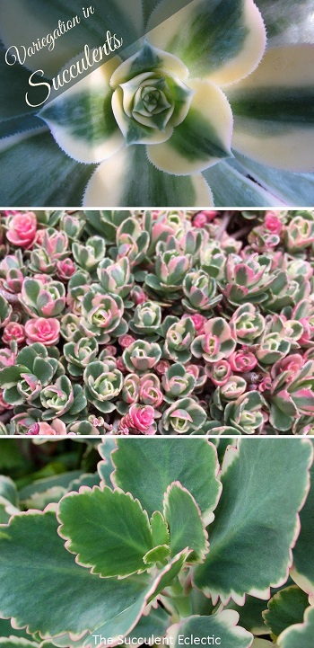 Understanding the causes and care of variegated succulents