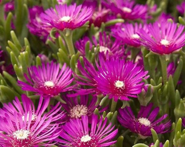 Delosperma cooperi - magnet flowering ice plant