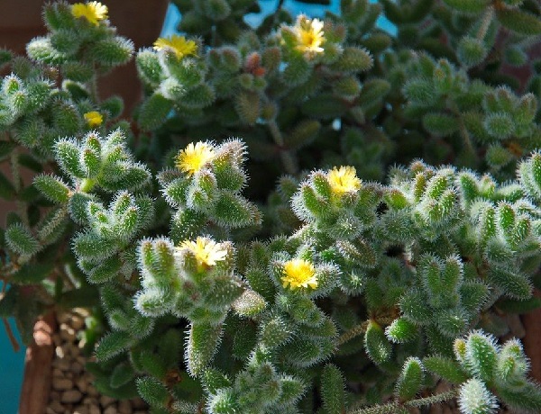 Delosperma echinatum the pickle plant