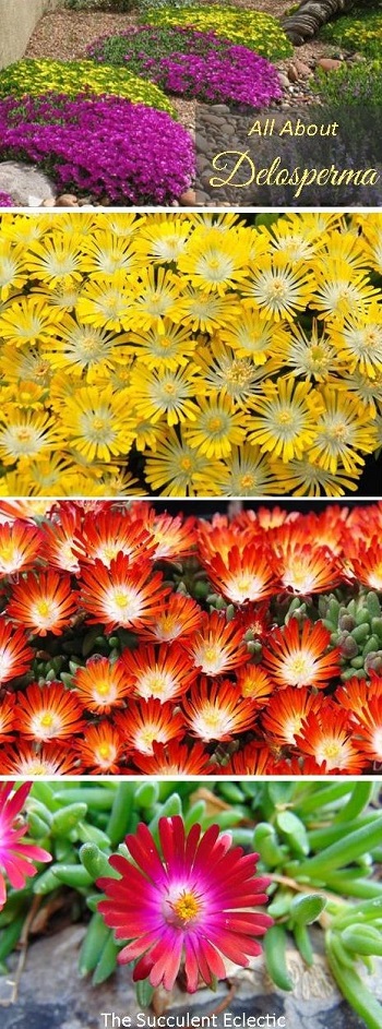 all about growing delosperma ice plant