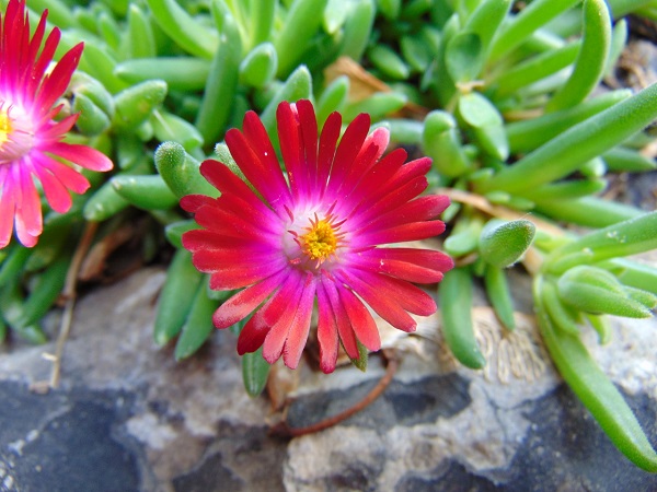 closeup of Delosperma HOTCAKES® 'Saucy Strawberry'