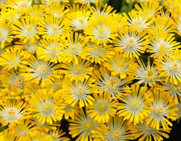 Delosperma HOTCAKES® 'Banana Blast'