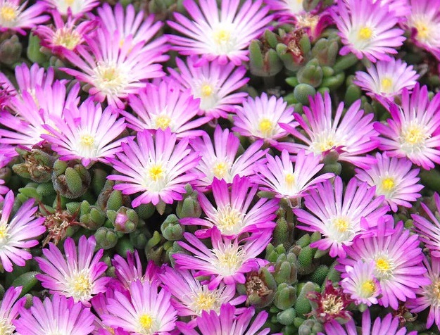 Delosperma HOTCAKES® 'Fig Fusion'