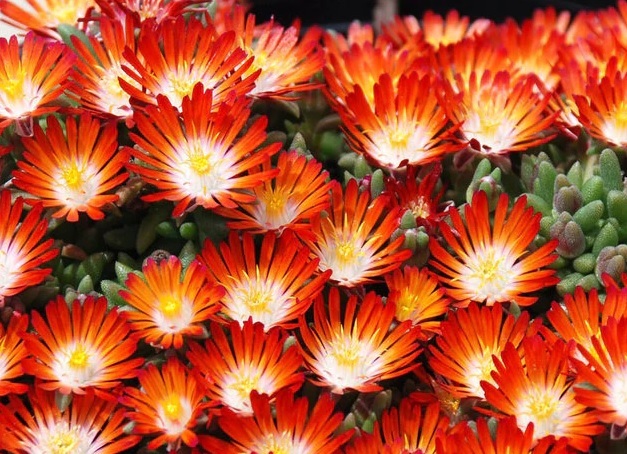 Delosperma HOTCAKES® 'Pumpkin Perfection'