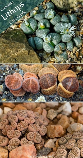 complete lithops care guide for living stones