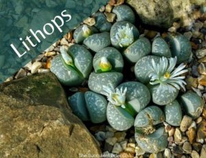 Read more about the article Species Spotlight – Lithops ~ Living Stones