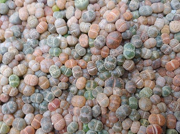 many small lithops living stones plants in many colors