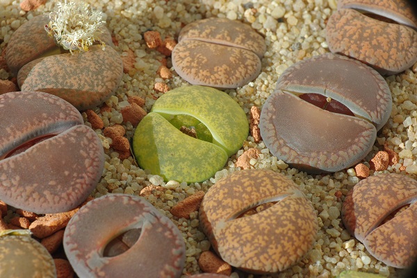 lithops living stones waking in fall for new leaves to emerge