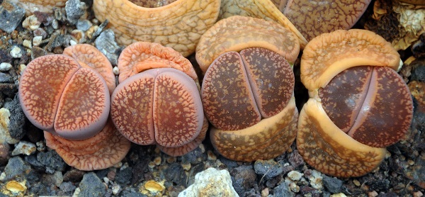 Lithops aucampiae with new leaves emerging