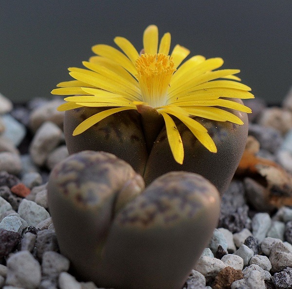 lithops bromfieldii in bloom