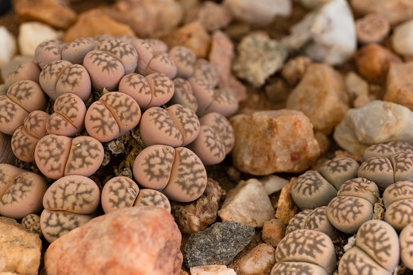 lithops karasmontana growing among rocks