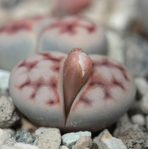 closeup view of lithops karasmontana budding