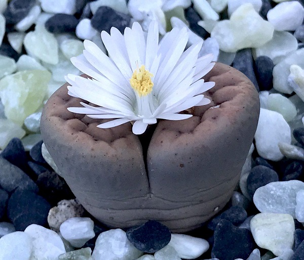 blooming lithops living stones
