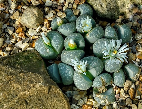 Lithops living stones growing in gritty, inorganic mix