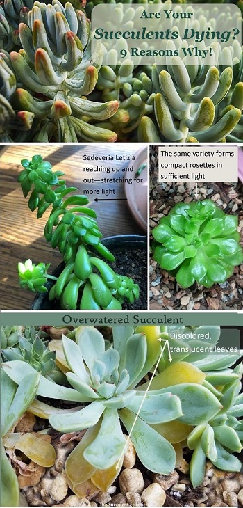 learn the most common causes of dying succulents and improve your succulent care