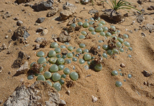 Fenestraria_rhopalophylla growing buried deep in sands of natural habitat