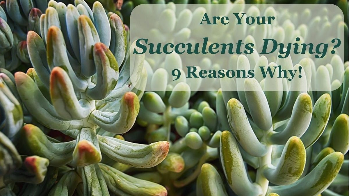 You are currently viewing 9 Common Causes for Succulents Dying
