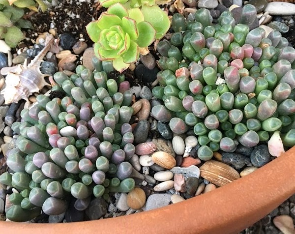 fenestraria baby toes succulents