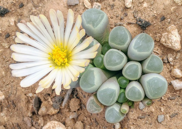 fenestraria baby toes in bloom