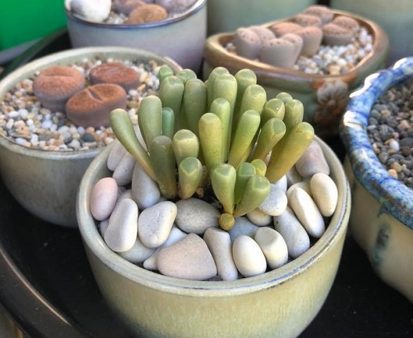 fenestraria with lithops and other mesembs in background