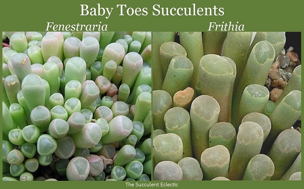 comparison and contrast fenestraria and frithia baby toes succulents