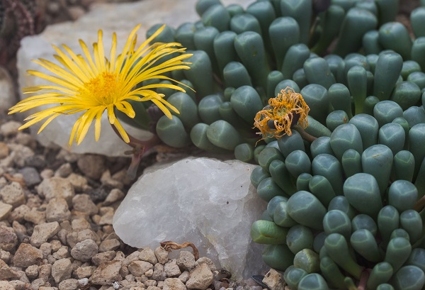 Fenestraria rhopalophylla in bloom